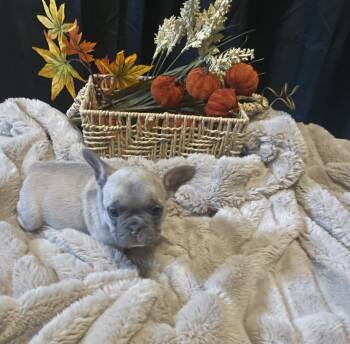 Peace  -  French Bulldog Dog for Sale in Bailey, Colorado - Peace  | PetCurious