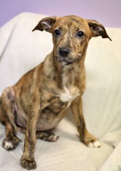 Gravy in NH. Come Meet our Adoptable Dogs Wednesday-Saturday. Mo -  Boxer Dog for Adoption in Manchester, New Hampshire - Gravy In NH. Come Meet Our Adoptable Dogs Wednesday-Saturday. Mo | PetCurious