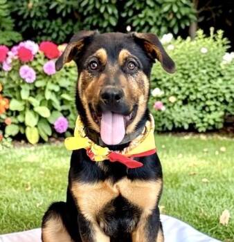 Kuna -  German Shepherd Dog Dog for Adoption in Perry, Iowa - Kuna | PetCurious