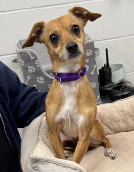 Rocky -  Chihuahua and Mixed Breed Dog for Adoption in Kansas City, Missouri - Rocky | PetCurious