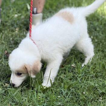 Celestria -  Great Pyrenees and Labrador Retriever Dog for Adoption in Locust Fork, Alabama - Celestria | PetCurious