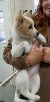 Papillon and Parson Russell Terrier Dogs Available for Adoption - Lulu | PetCurious