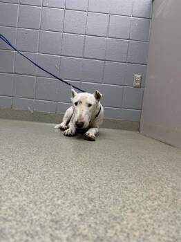 KINGPIN -  Bull Terrier and Mixed Breed Dog for Adoption in Omaha, Nebraska - KINGPIN | PetCurious