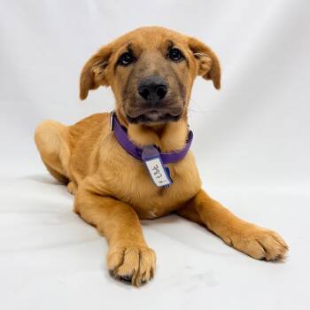 787 (2026) Apache -  German Shepherd Dog and Great Pyrenees Dog for Adoption in Parker, Colorado - 787 (2026) Apache | PetCurious