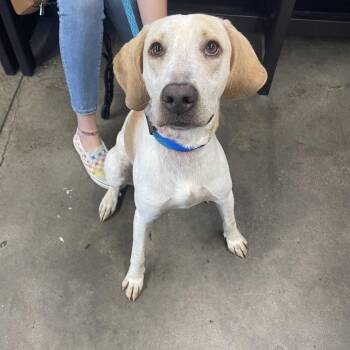 Black Mouth Cur Dogs Available for Adoption in Tampa, Florida - Cooper | PetCurious