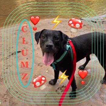 Rescue Black Labrador Retriever Dogs for Adoption in Rocky Mount, Virginia - Clumz | PetCurious