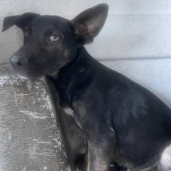 IVHS-Stray-142603 -  German Shepherd Dog Dog for Adoption in San Gabriel, California - IVHS-Stray-142603 | PetCurious