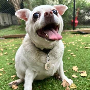 Molly -  Chihuahua Dog for Adoption in Sunrise, Florida - Molly | PetCurious