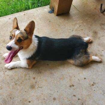Corgi Dogs Available for Adoption in Duncan, Oklahoma - Layla NKA Libby | PetCurious