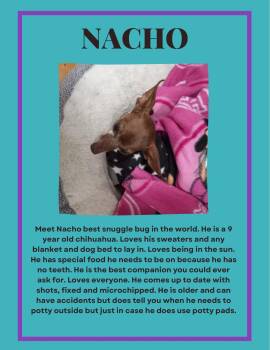 Rescue Chihuahua Dogs for Adoption in Brigham City, Utah - Nacho | PetCurious