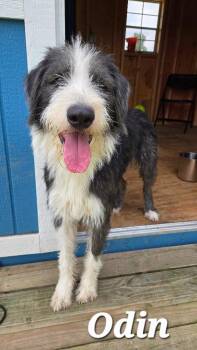 Odin Yrly 259 -  Bearded Collie Dog for Adoption in Sidney, Ohio - Odin Yrly 259 | PetCurious