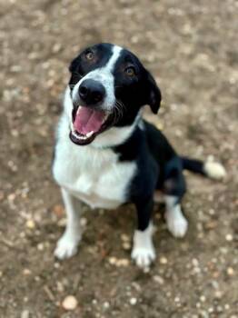Ace -  Australian Shepherd and Mixed Breed Dog for Adoption in Lindenhurst, New York - Ace | PetCurious