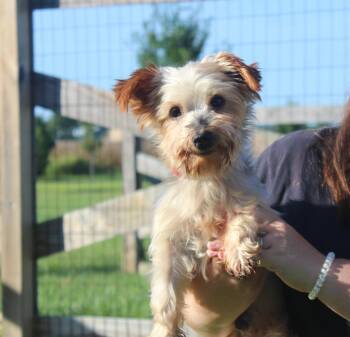 Teddy Bear -  Yorkshire Terrier Dog for Adoption in Chestertown, Maryland - Teddy Bear | PetCurious