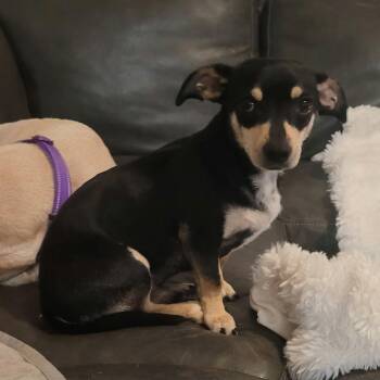 Donald -  Chiweenie Dog for Adoption in Justin, Texas - Donald | PetCurious