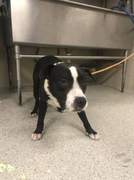 ZIG -  Pit Bull Terrier and Mixed Breed Dog for Adoption in Conroe, Texas - ZIG | PetCurious