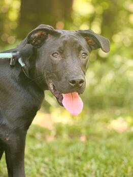 Buddy -  Mixed Breed Dog for Adoption in Gradyville, Kentucky - Buddy | PetCurious