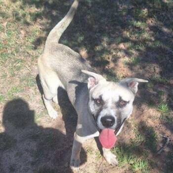 Mixed Breed Dogs Available for Adoption - Jacoby | PetCurious