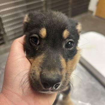 Rescue Australian Cattle Dog Blue Heeler and Great Pyrenees Dogs for Adoption in Ottawa, Kansas - Cookie | PetCurious