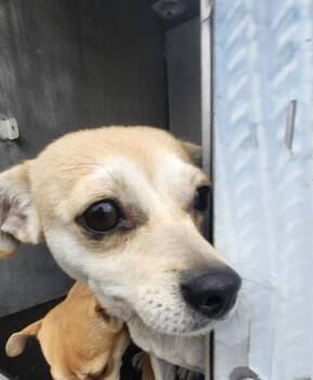 Dachshund and Chihuahua Dogs Available for Adoption - WARY | PetCurious