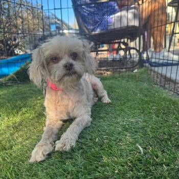 Poodle and Yorkshire Terrier Dogs Available for Adoption in Phoenix, Arizona - Alaska | PetCurious