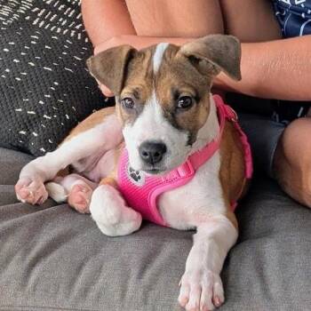 Patty -  Mixed Breed Dog for Adoption in Madison, Wisconsin - Patty | PetCurious
