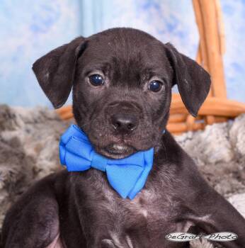Labrador Retriever Dogs Available for Adoption in Pittsboro, North Carolina - Sputnik | PetCurious