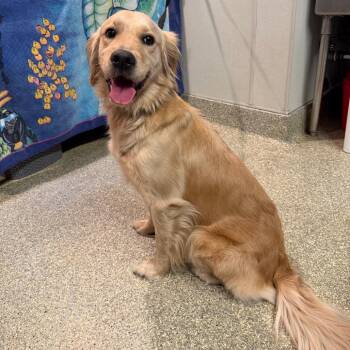 IVHS-Stray-140865 -  Golden Retriever Dog for Adoption in San Gabriel, California - IVHS-Stray-140865 | PetCurious