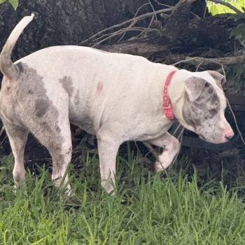 Ariel -  American Staffordshire Terrier and Catahoula Leopard Dog Dog for Adoption in Abbotsford, British Columbia - Ariel | PetCurious
