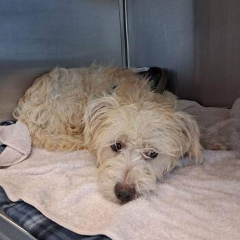 Annie -  Terrier Dog for Adoption in Kingman, Arizona - Annie | PetCurious