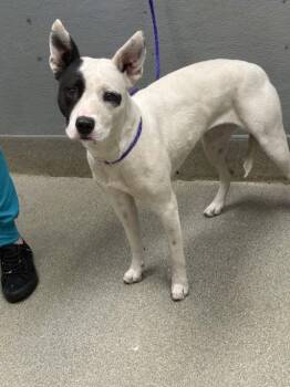 Pit Bull Terrier Dogs Available for Adoption in Las Vegas, Nevada - SUGAR | PetCurious