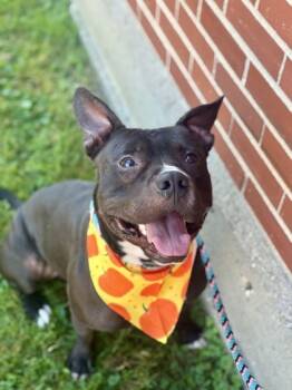 Rescue Mixed Breed Dogs for Adoption in Cincinnati, Ohio - Aquaman | PetCurious