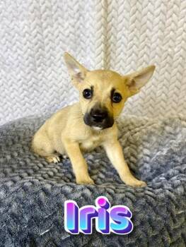 Belgian Shepherd Malinois Dogs Available for Adoption in Boerne, Texas - Iris | PetCurious