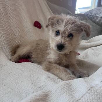 Mixed Breed Dogs Available for Adoption in Las Vegas, Nevada - Donkey Kong  | PetCurious