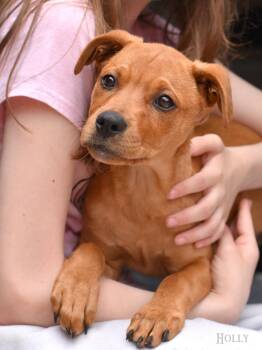 Mixed Breed Dogs Available for Adoption - Holly | PetCurious