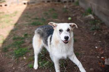 Rescue Shepherd Dogs for Adoption in Loogootee, Indiana - Ranger | PetCurious