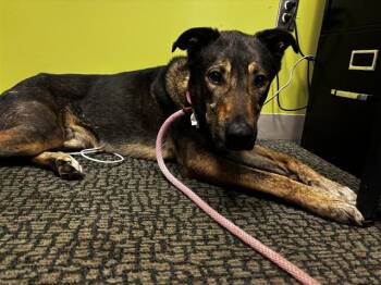 German Shepherd Dog and Mixed Breed Dogs Available for Adoption in Pueblo, Colorado - FENRIR | PetCurious