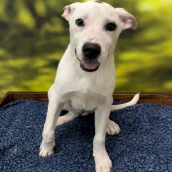 Presley -  Mixed Breed Dog for Adoption in Auburn, New Hampshire - Presley | PetCurious