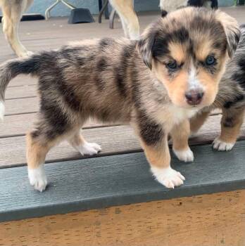 Pebbles -  Australian Shepherd and Mixed Breed Dog for Adoption in Winnipeg, Manitoba - Pebbles | PetCurious