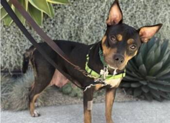 VANNA -  Terrier Dog for Adoption in Palo Alto, California - VANNA | PetCurious