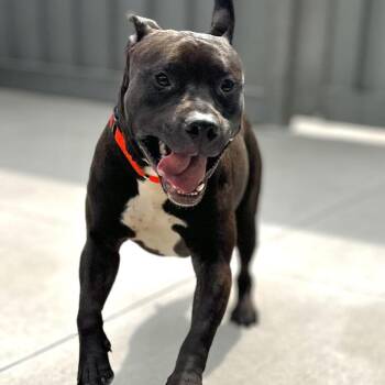 Frankie -  Pit Bull Terrier and Mixed Breed Dog for Adoption in Matteson, Illinois - Frankie | PetCurious