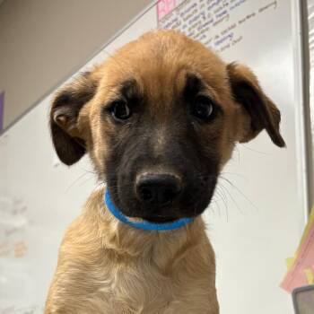 Labrador Retriever Dogs Available for Adoption in Yuma, Arizona - Stoic | PetCurious