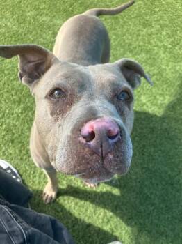 FIRA -  Mixed Breed Dog for Adoption in Dallas, Texas - FIRA | PetCurious
