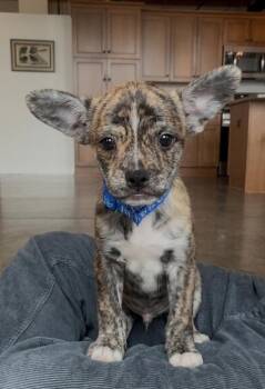 **BARNUM** -  Chihuahua Dog for Adoption in North Prairie, Wisconsin - **BARNUM** | PetCurious