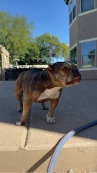 Rescue English Bulldog Dogs for Adoption in Mesa, Arizona - Diamond | PetCurious