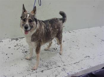 Australian Cattle Dog Blue Heeler and Mixed Breed Dogs Available for Adoption in Houston, Texas - CIRKLE | PetCurious