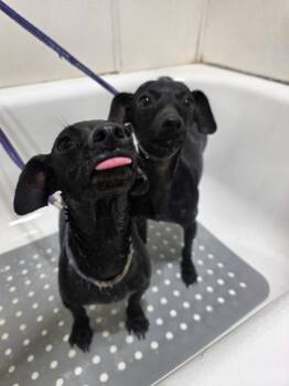 Chiweenie Dogs Available for Adoption in Temple, Texas - Beyonce & Mariah Carey | PetCurious