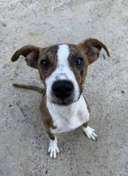 HOMER -  Mixed Breed Dog for Adoption in Holbrook, New York - HOMER | PetCurious