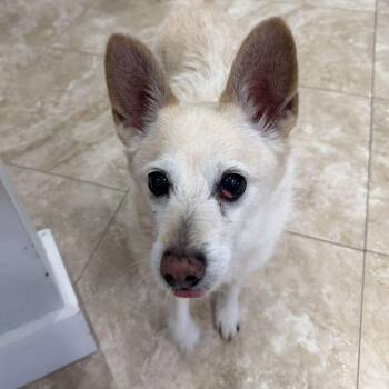 Spence -  Spitz Dog for Adoption in Hilton Head Island, South Carolina - Spence | PetCurious