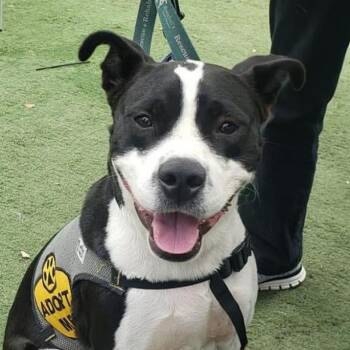 Rescue Mixed Breed Dogs for Adoption in Sarasota, Florida - Drax | PetCurious