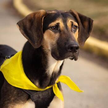 Coonhound and Mixed Breed Dogs Available for Adoption - Buddy | PetCurious
